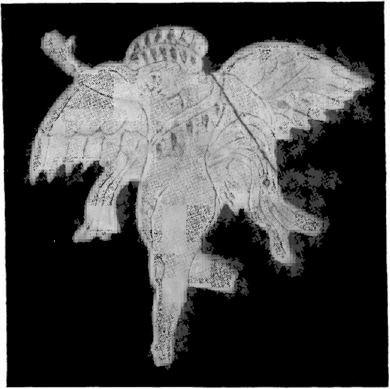 23. Костяная пластинка, представляющая летящего Эрота, из Пантикапея
