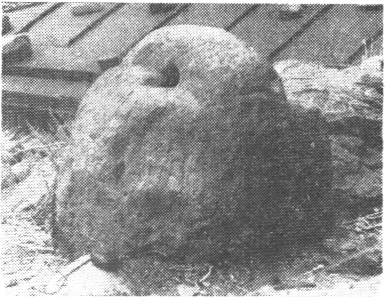 Каменный пресс средневековой давильни из Партенита