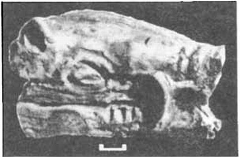 Терракотовая голова кабана II в. до н. э. из Херсонеса
