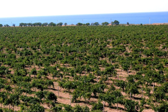 Виноград, возделываемый на берегу Черного моря