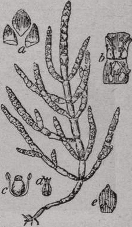 Солянка (Salicornia herbacea)