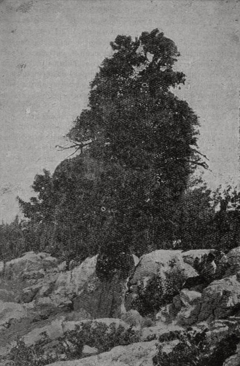 Старым тисс на Яйле, близ Ай-Петри (фот. Н.И. Клепинина).
