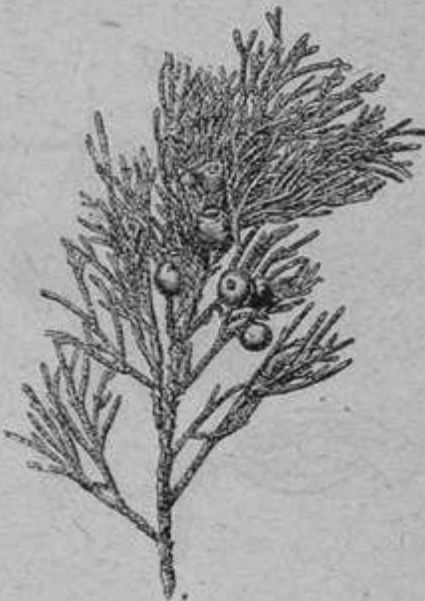 Ветка древовидного можжевельника (Juniperus excelsa)
