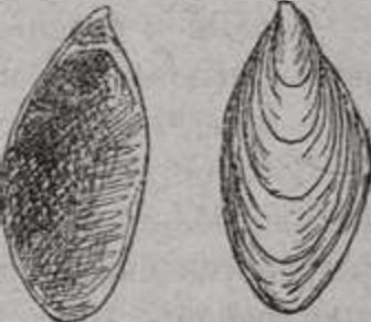 Ископаемый моллюск — Dreissensia rostriformis из глубинных осадков Черного моря