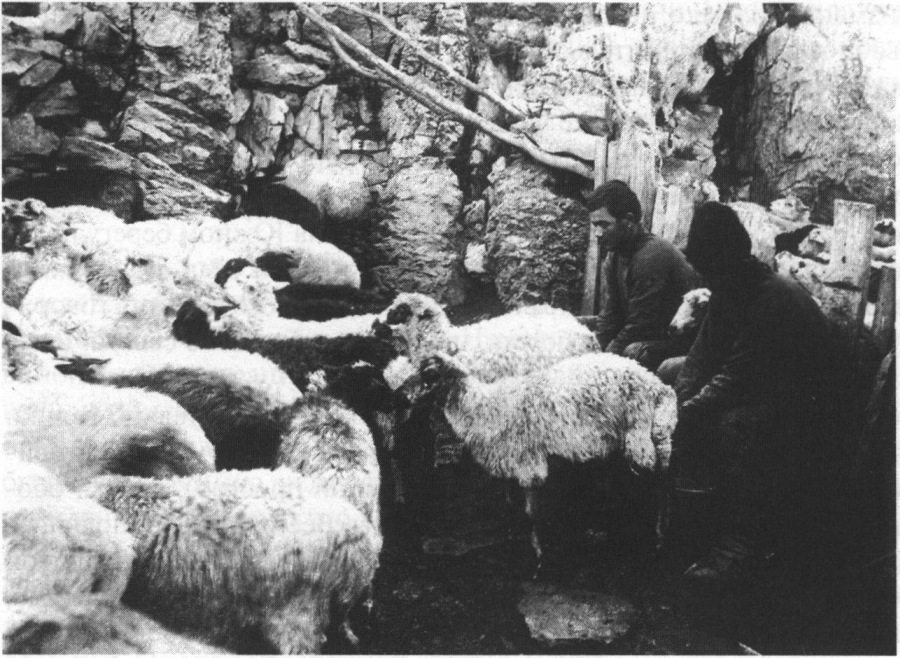 Дойкой овец, как и в старину, занимаются мужчины. Из собрания издательства «Тезис»