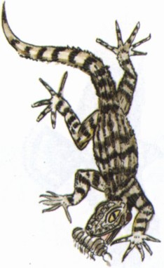 Крымский геккон