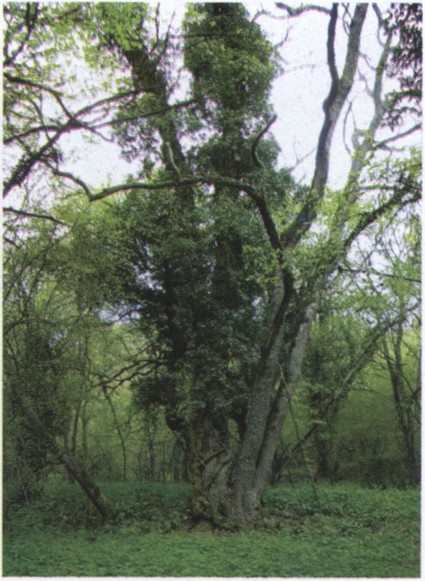 Старый лес на руинах деревни Ласпи. Фото автора