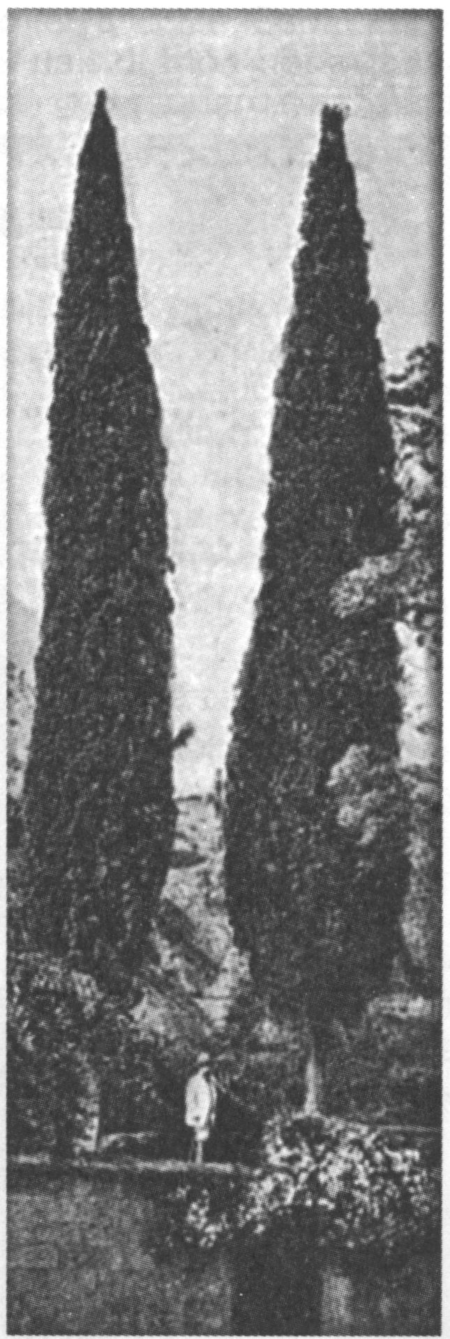 Потемкинские кипарисы в Алупкинском парке