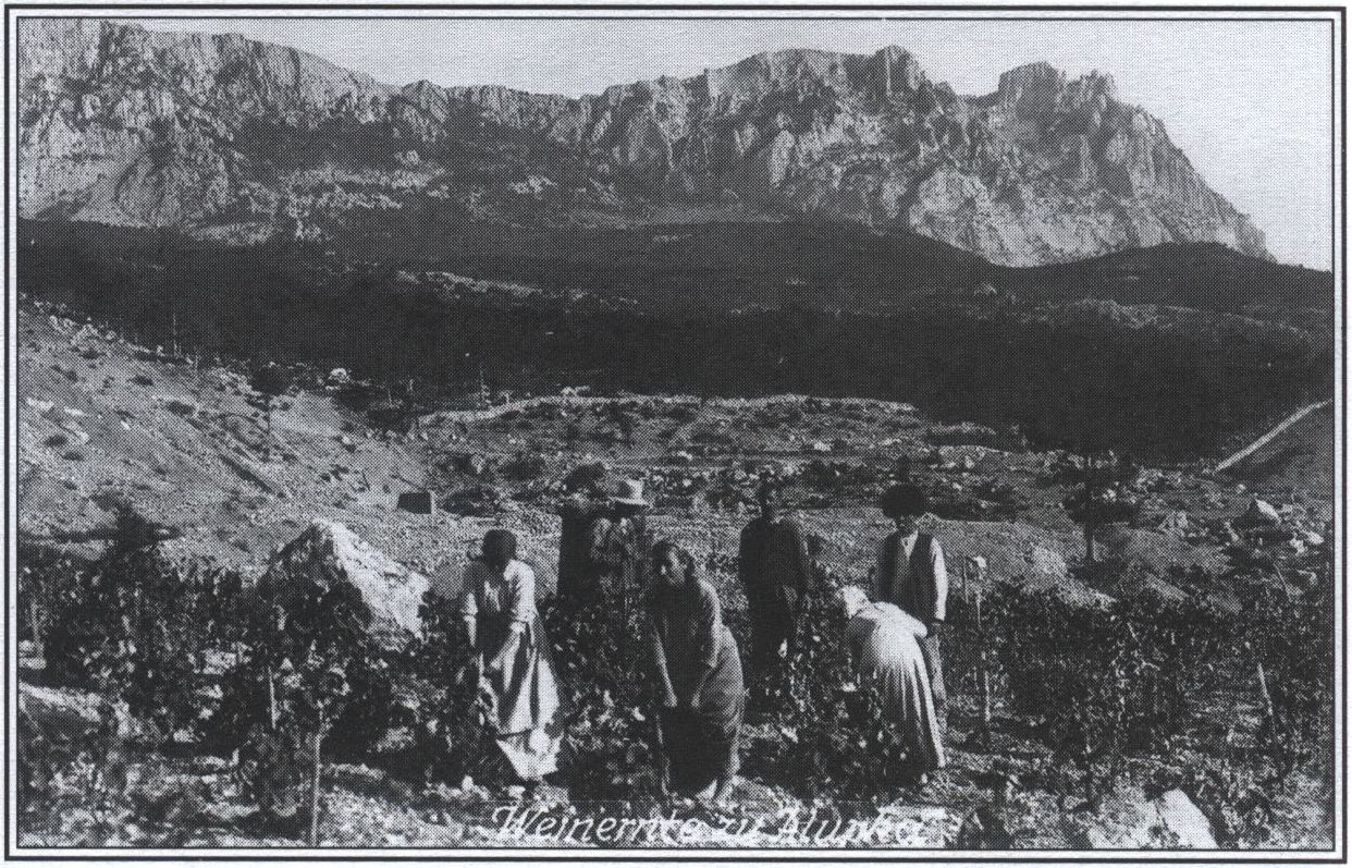 Сбор винограда в Алупке. Немецкая открытка 1918 г.