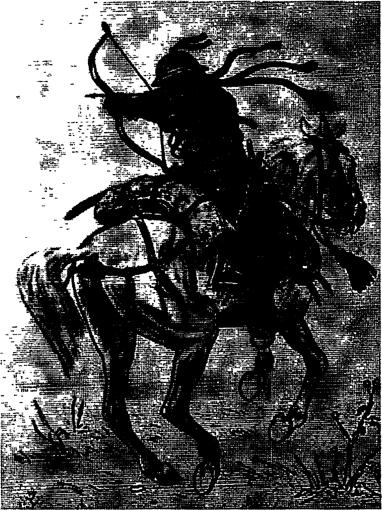 Кыпчакский конный лучник, реконструкция. Журнал Къасевет, 2010, № 37