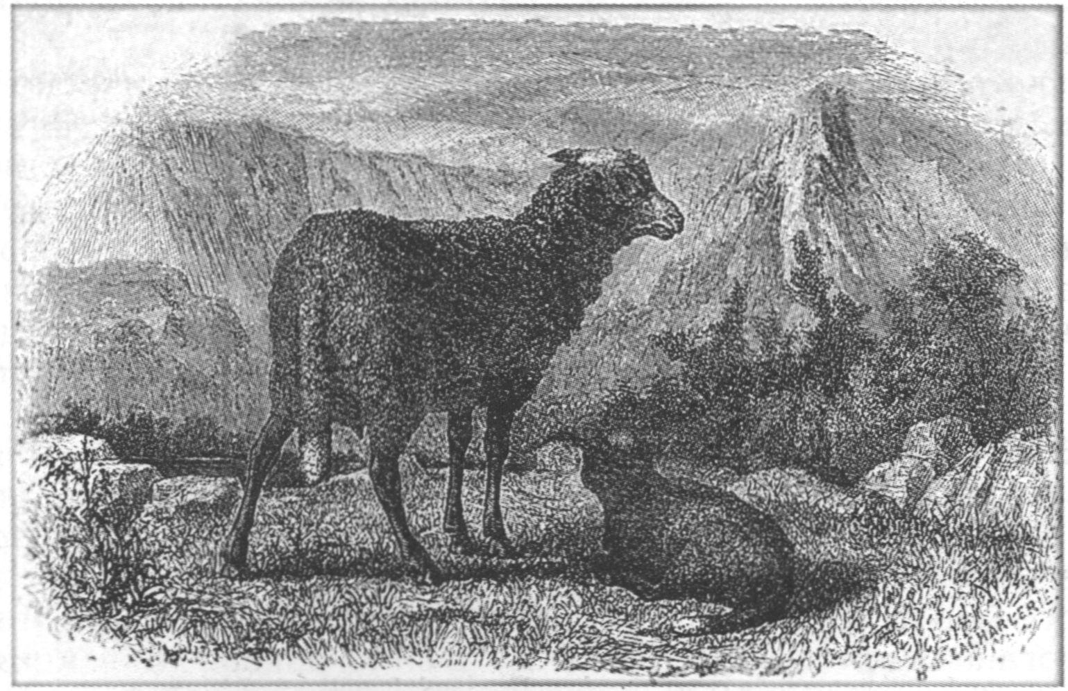 Стриженые овцы